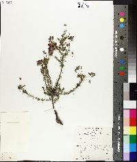 Dillwynia hispida image