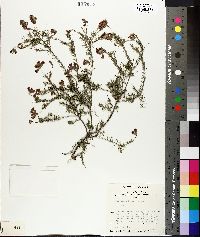 Dillwynia hispida image