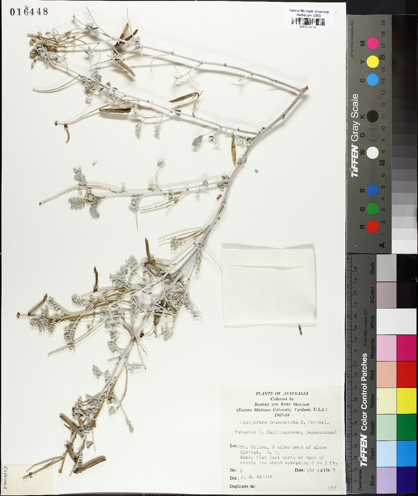 Indigofera leucotricha image