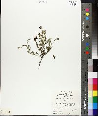 Isotropis cuneifolia image