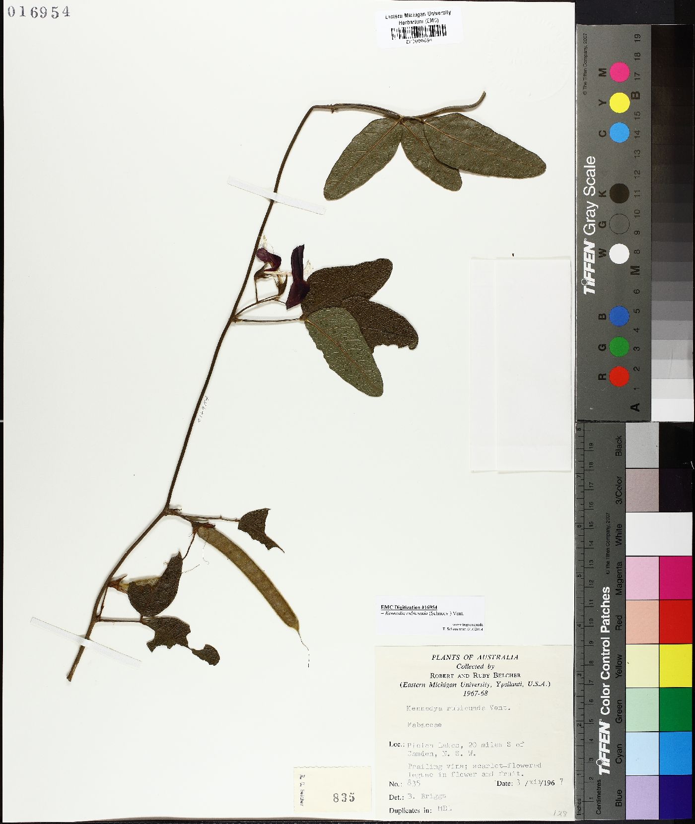 Kennedya rubicunda image
