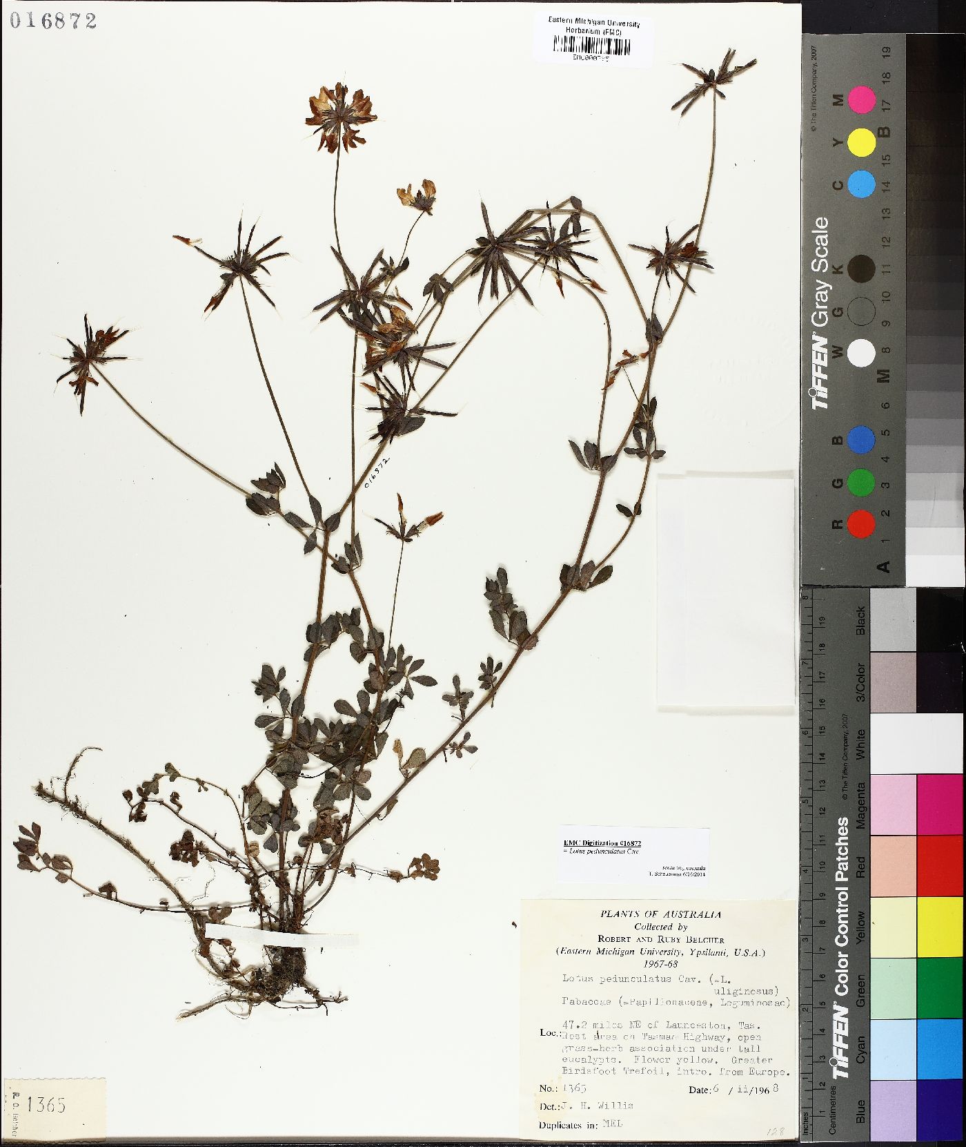 Lotus pedunculatus image