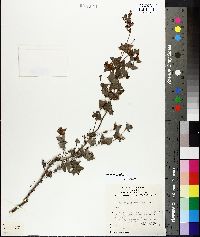 Platylobium obtusangulum image
