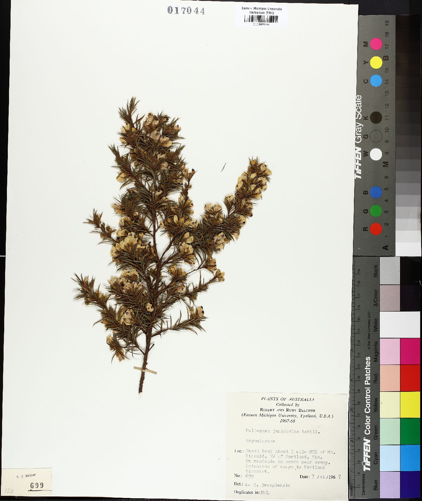 Pultenaea juniperina image