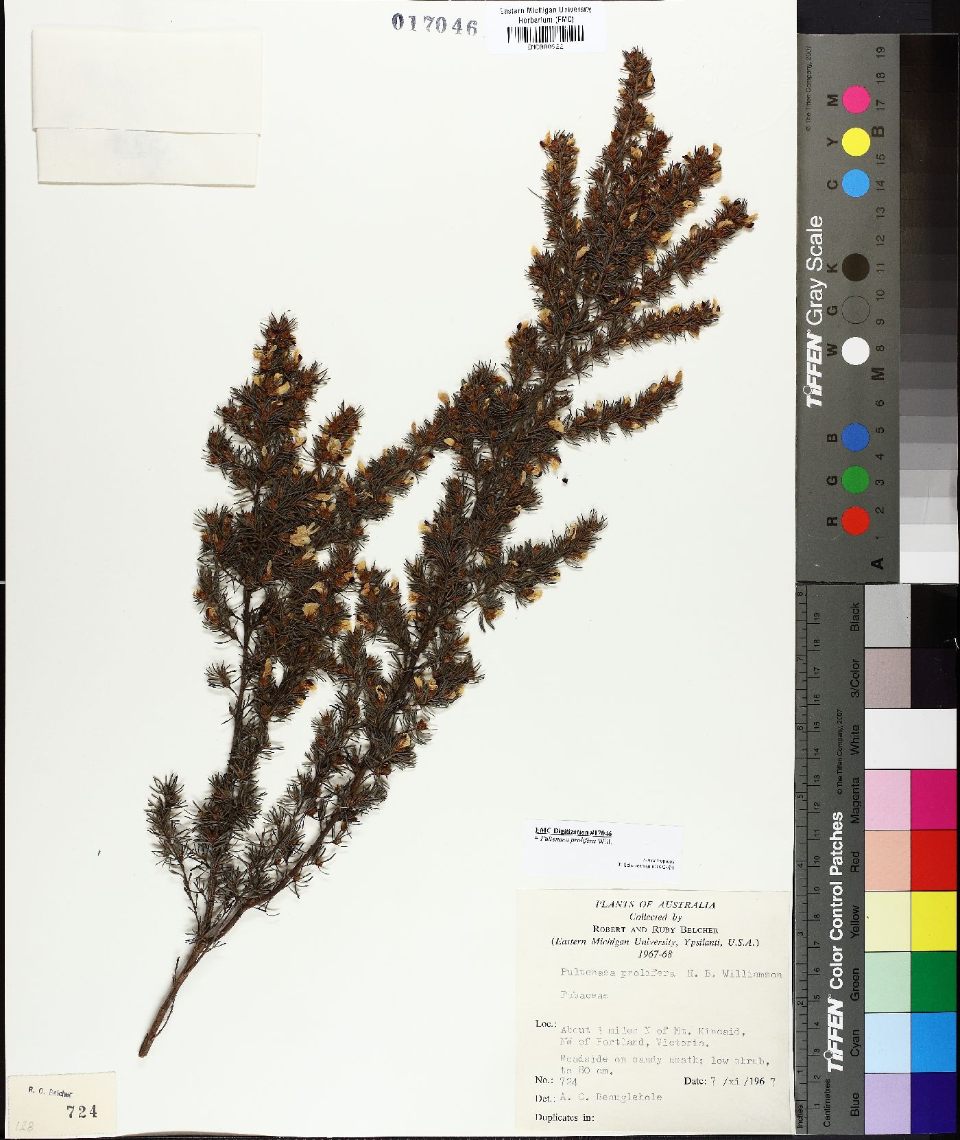 Pultenaea prolifera image