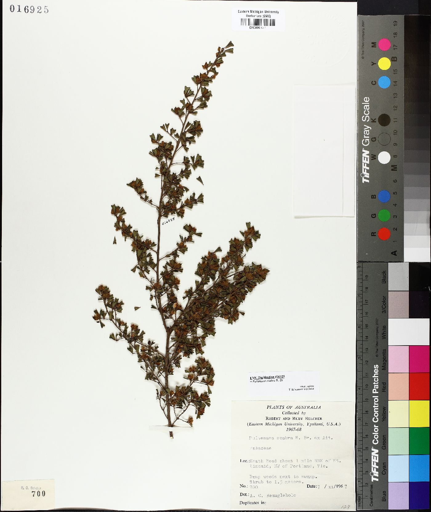 Pultenaea scabra image