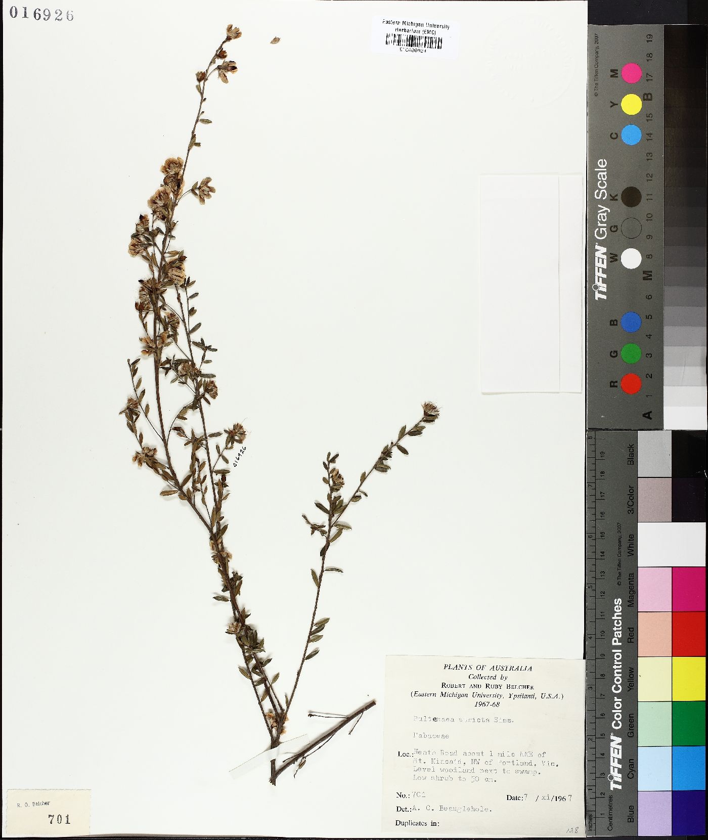 Pultenaea stricta image