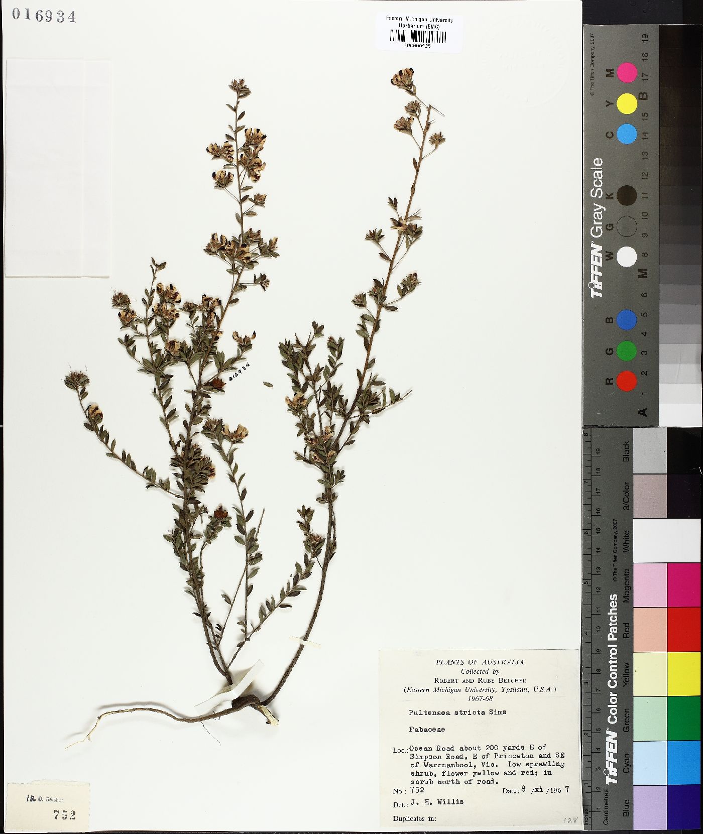 Pultenaea stricta image