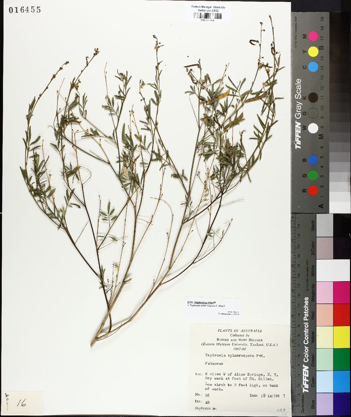 Tephrosia sphaerospora image