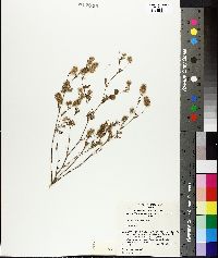 Trifolium arvense image