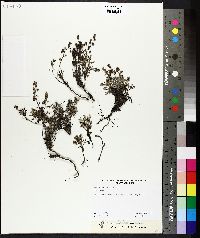 Image of Artemisia kawakamii