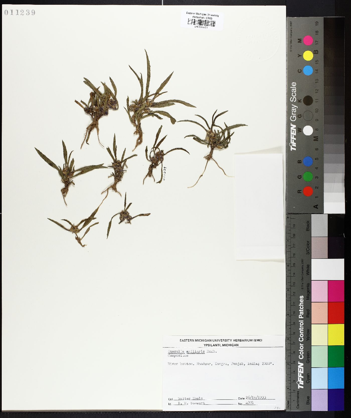 Caesulia axillaris image