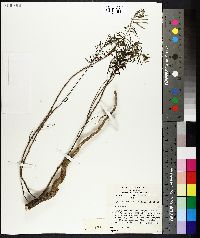 Cassinia aureonitens image