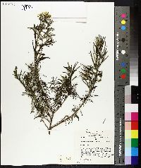 Image of Cassinia aureonitens