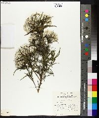 Cassinia longifolia image