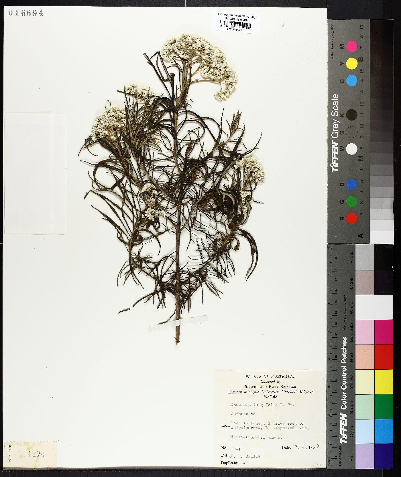 Cassinia longifolia image