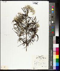 Image of Cassinia longifolia