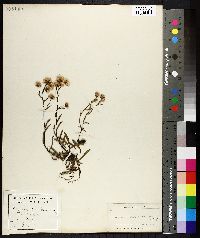 Erigeron droebachensis image