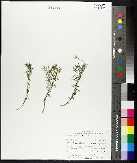 Erigeron hyssopifolius image