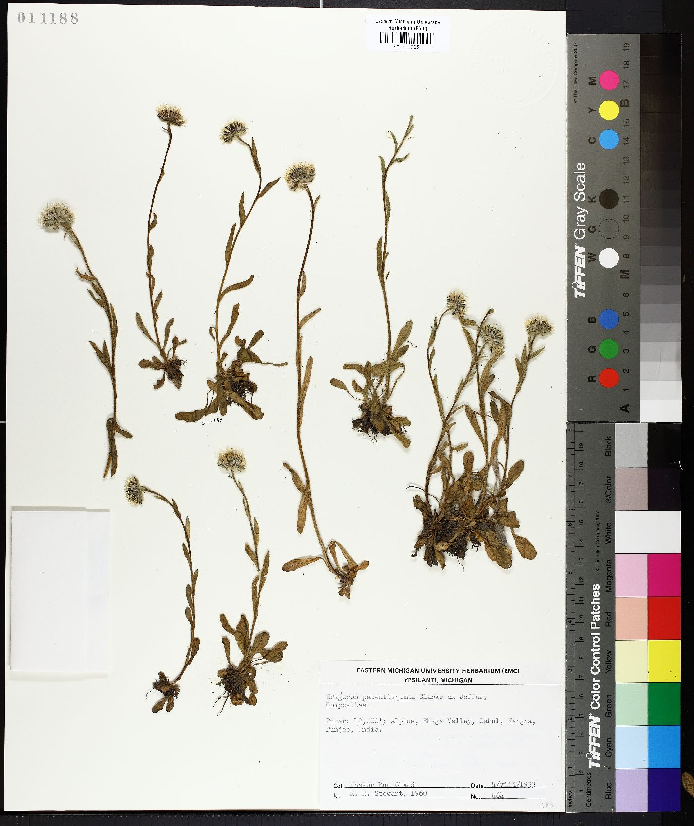 Erigeron uniflorus subsp. uniflorus image