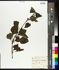 Ageratina adenophora image