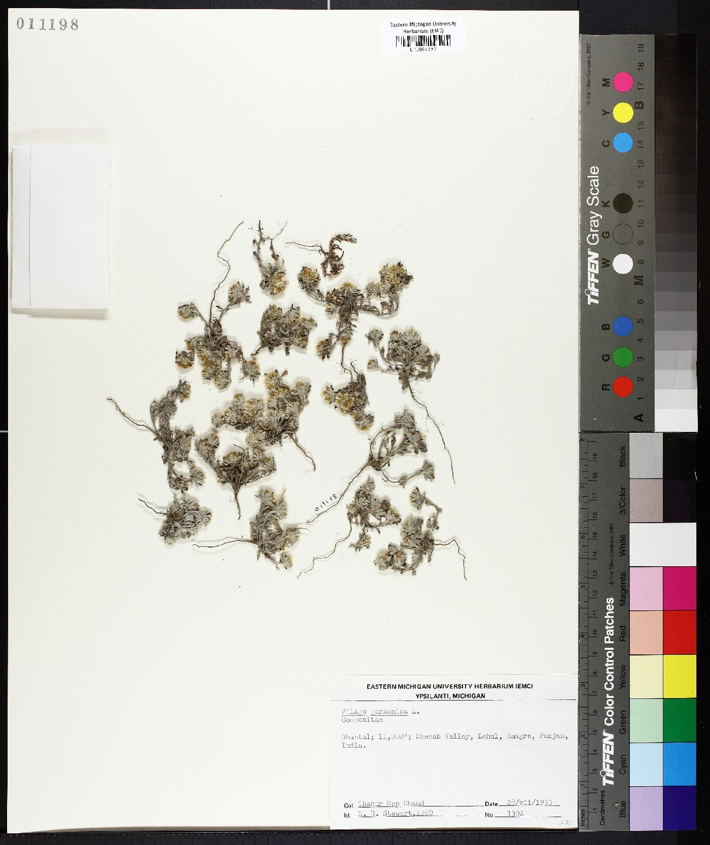 Filago germanica image
