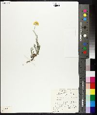 Chrysocephalum apiculatum subsp. apiculatum image