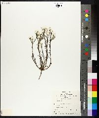 Helipterum floribundum image