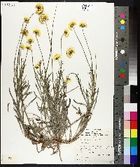 Image of Leucochrysum stipitatum