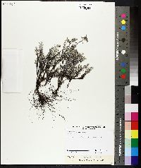 Leontopodium microphyllum image