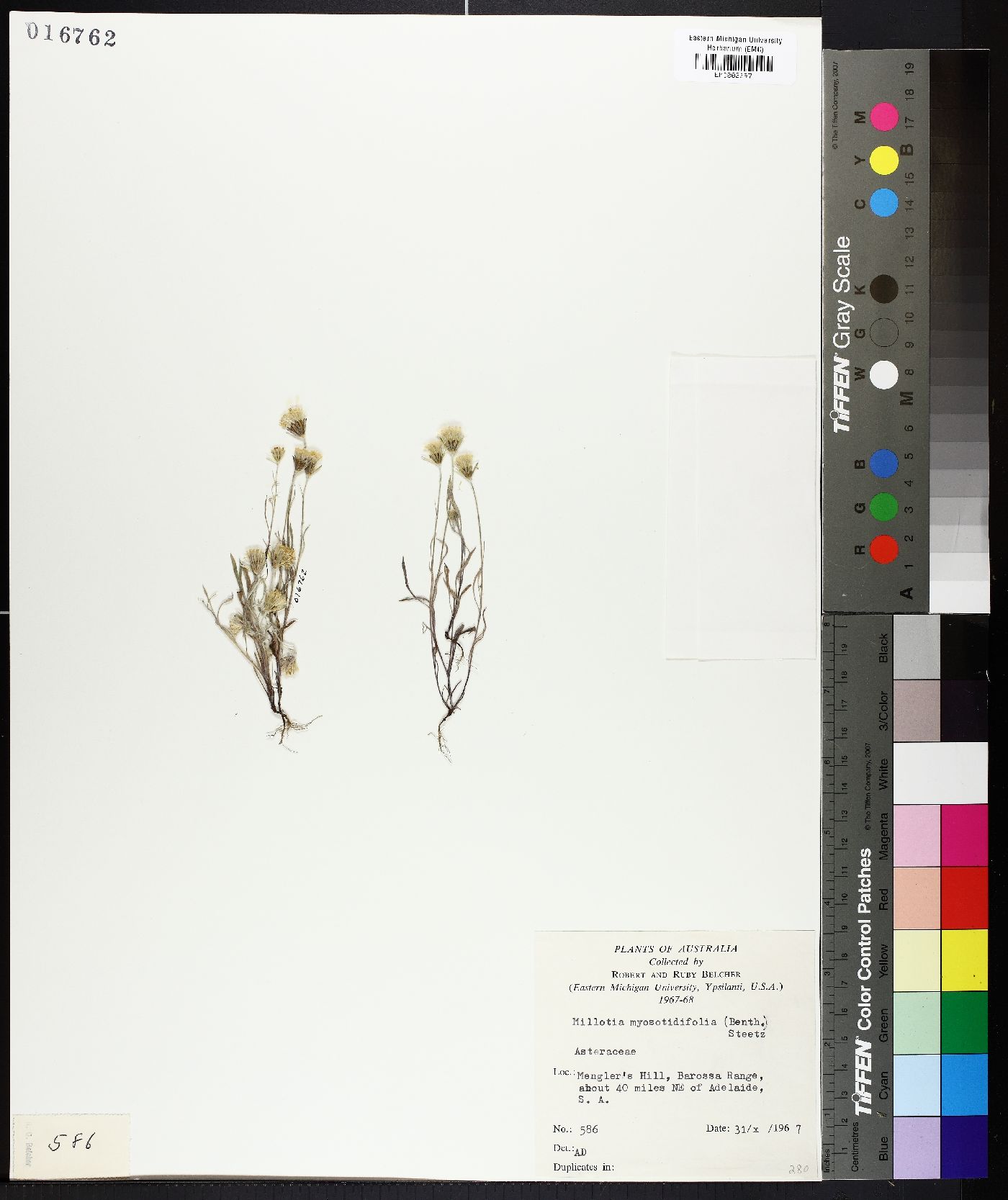 Millotia myosotidifolia image