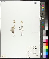 Image of Millotia myosotidifolia