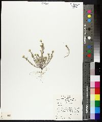 Millotia tenuifolia image