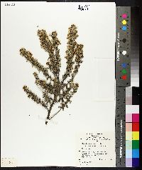 Image of Olearia phlogopappa