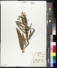 Image of Olearia lirata