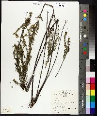 Image of Olearia asterotricha