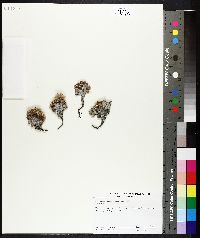 Image of Saussurea gnaphalodes