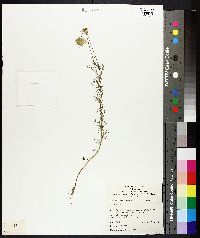 Image of Ursinia anthemoides