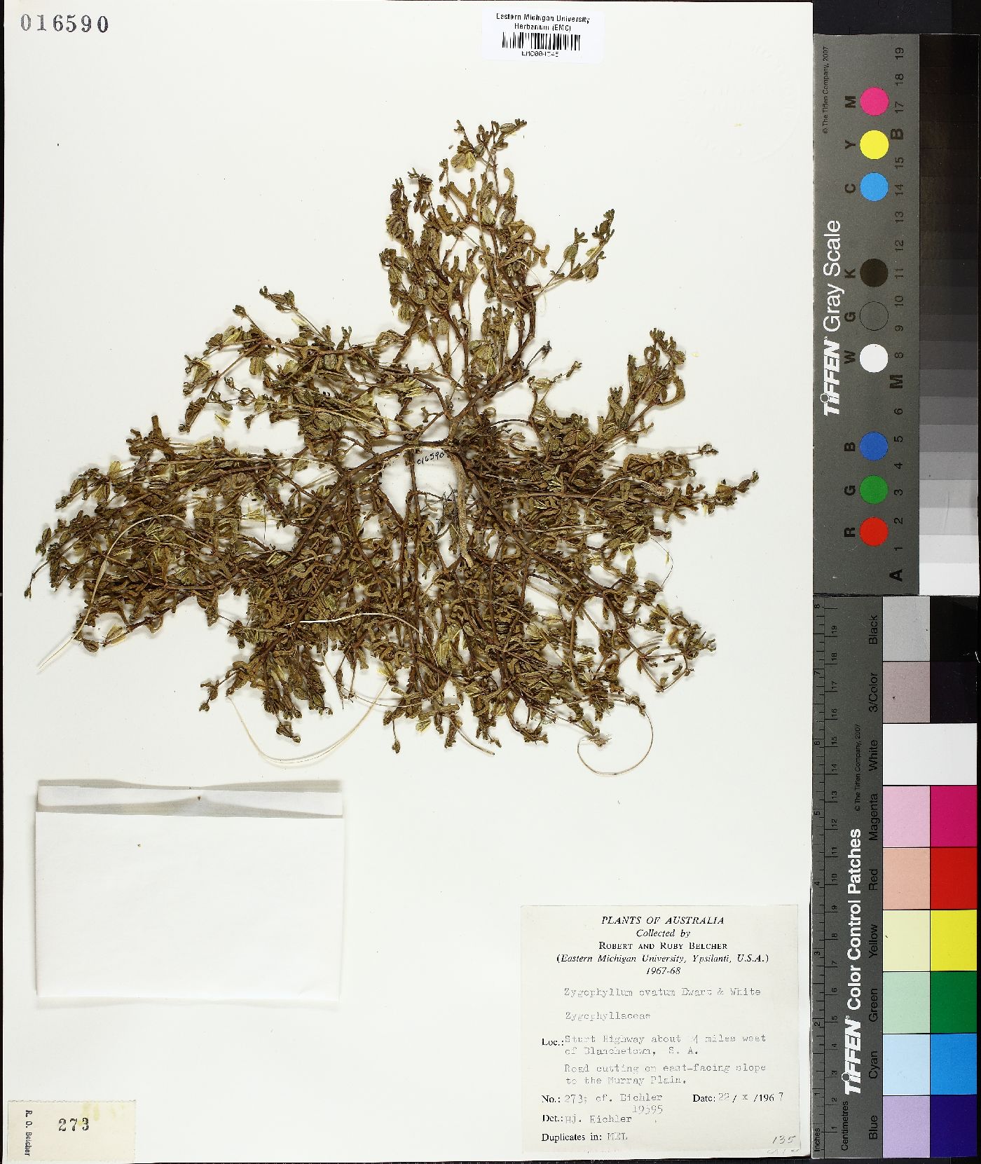 Roepera ovata image