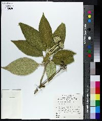 Solanum mauritianum image