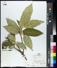 Solanum mauritianum image