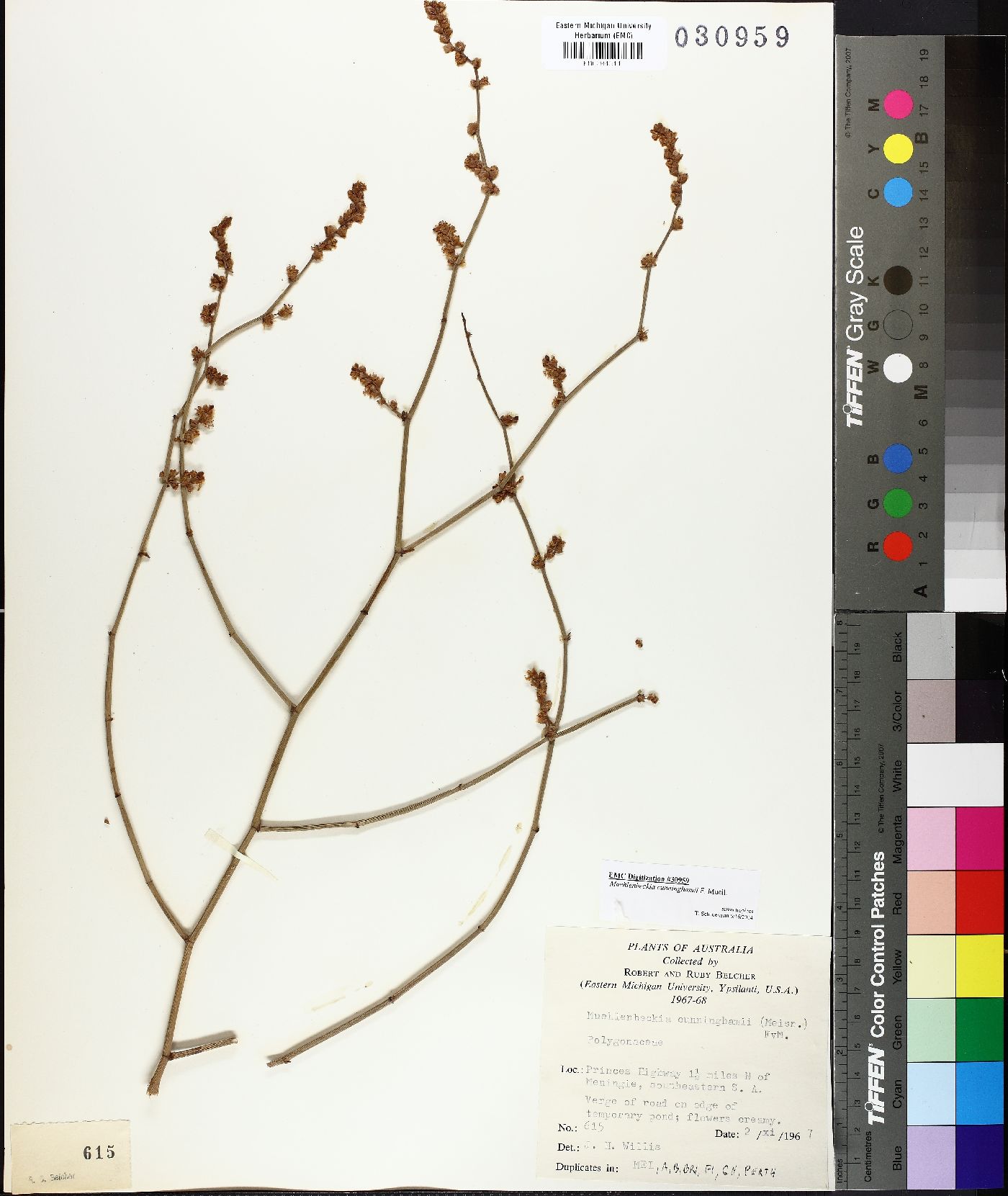 Duma florulenta image