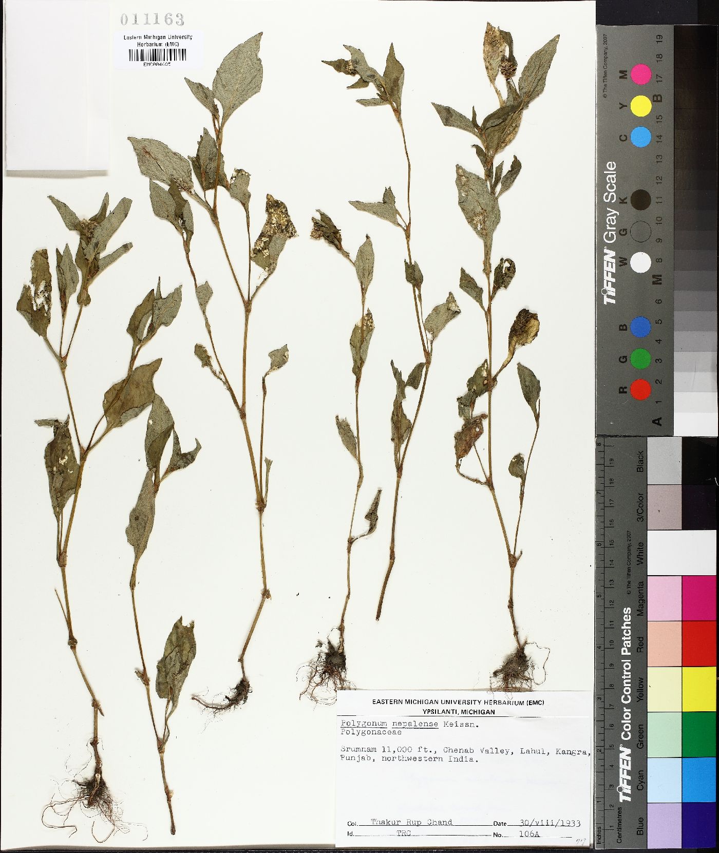 Polygonum nepalense image