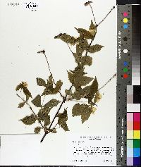 Philadelphus inodorus image