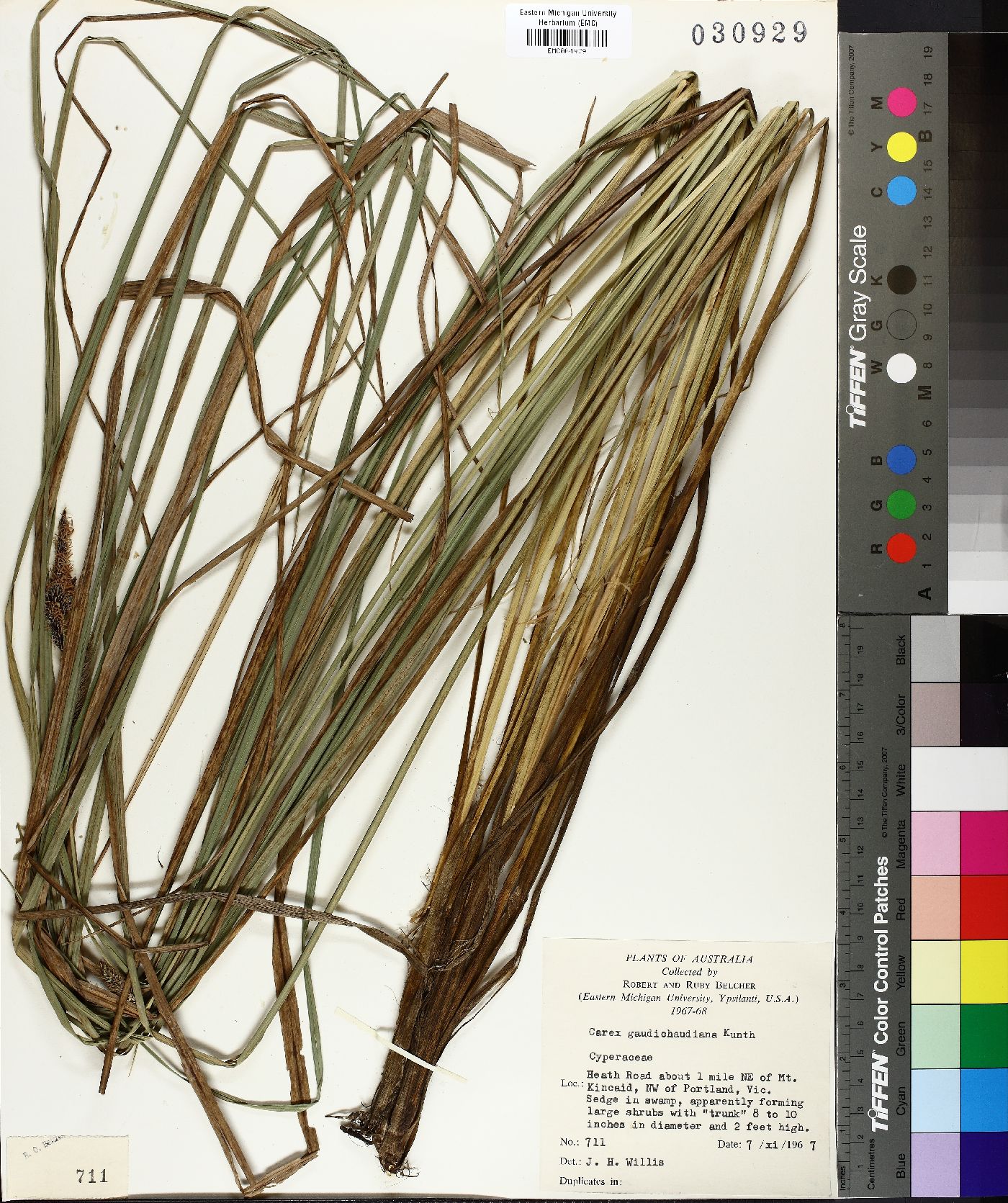 Carex gaudichaudiana image