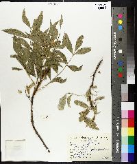 Fraxinus angustifolia image