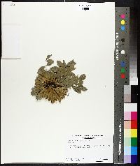 Fraxinus xanthoxyloides image