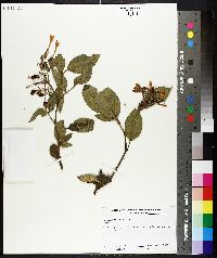 Jasminum dispermum image