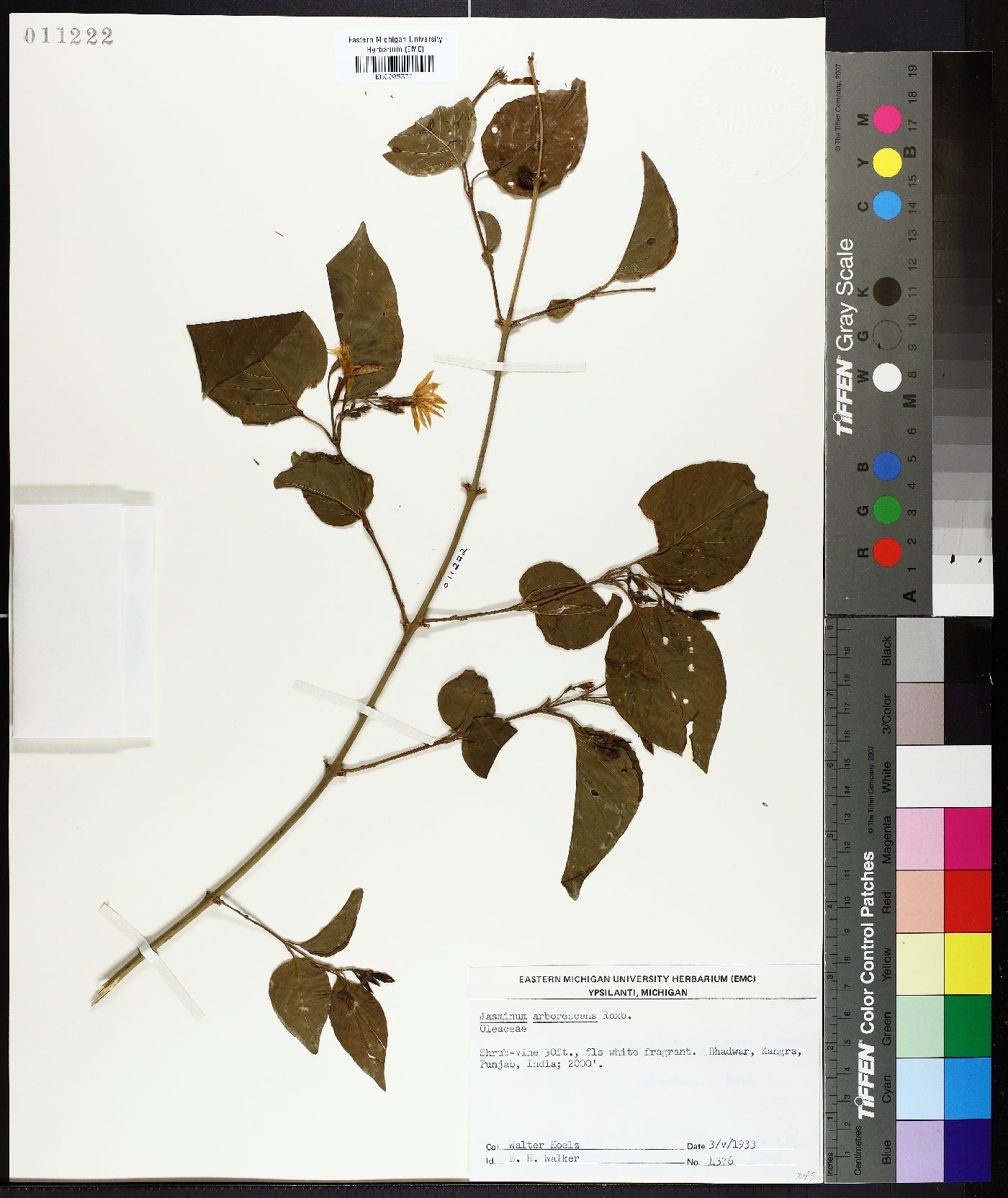 Jasminum arborescens image