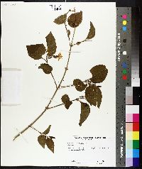 Jasminum arborescens image